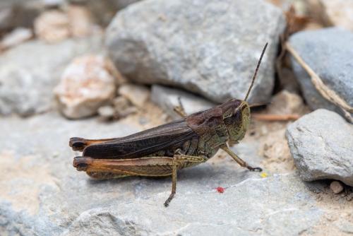 Réf. 247 189 : Stauroderus scalaris scalaris